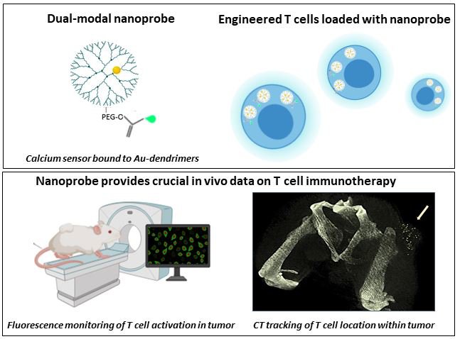 Our new paper in collaboration with Prof. Xiangyang Shi of Donghua University, China,  has just been published in Nanomedicine: Nanotechnology, Biology and Medicine. Our paper presents a novel dual-modal nanoprobe for real-time in vivo monitoring of genetically engineered T cells, using fluorescence imaging and computed tomography imaging. The nanoprobe can provide crucial data on functionality of T cell-based immunotherapy.
Check it out in the link below.